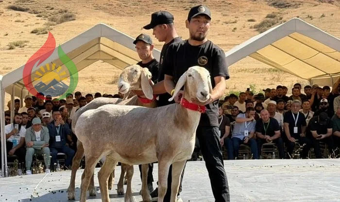 Qırğızıstanda qoç 1 milyon dollara satıldı